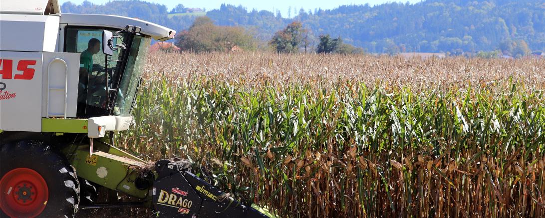 Mähdrescher in einem Maisfeld