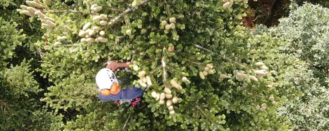 Zapfenpflücker nahe dem Wipfel einer Tanne.