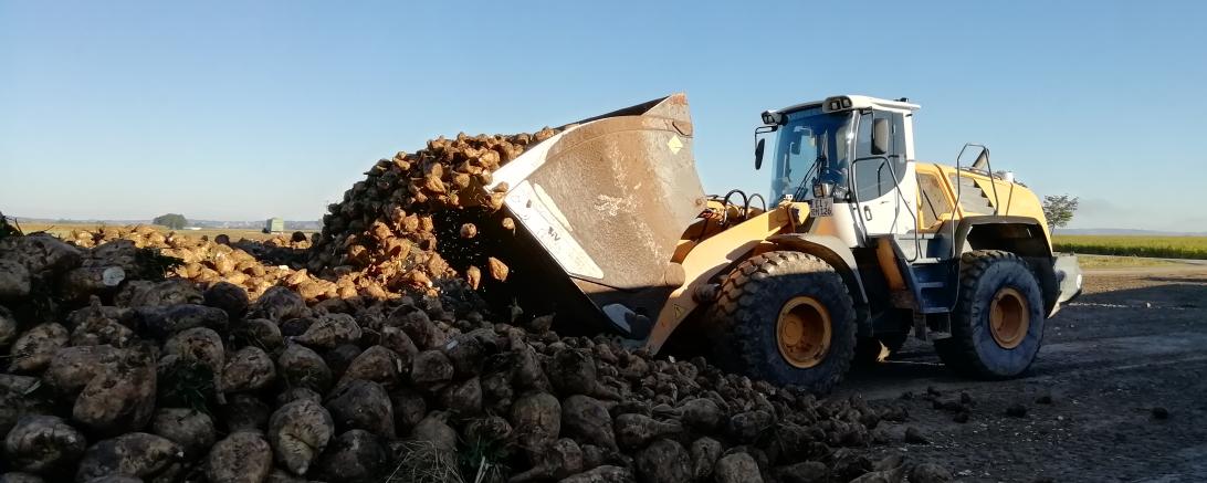 Radlader bei Berg von Zuckerrüben