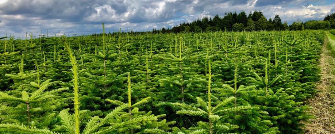 Das Bild zeigt Christbäume