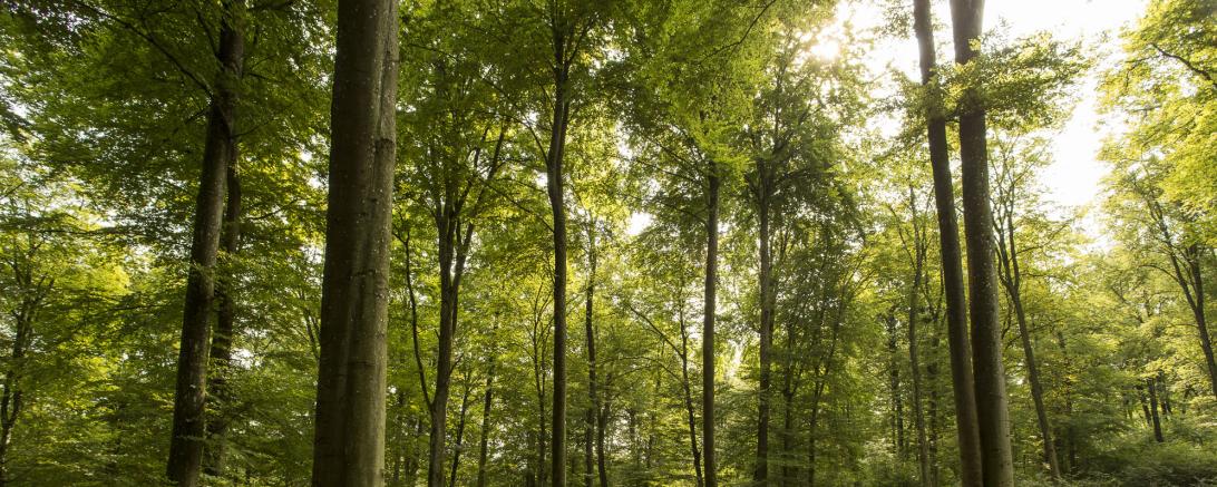 Das Bild zeigt einen Wald