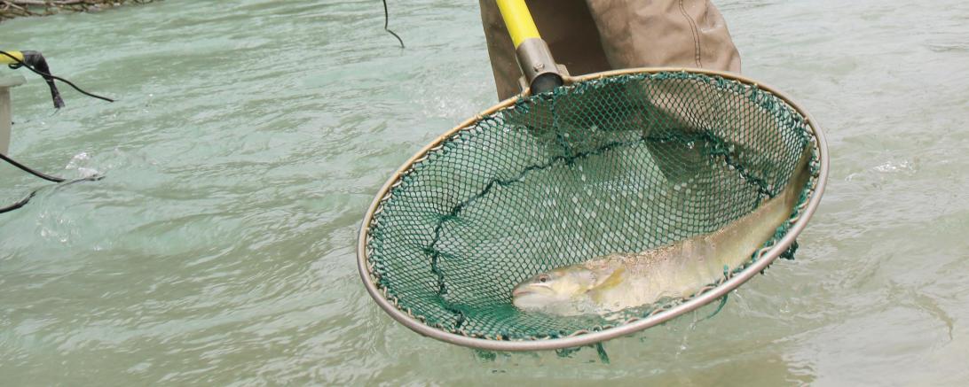 Das Bild zeigt die Fischzählung City River