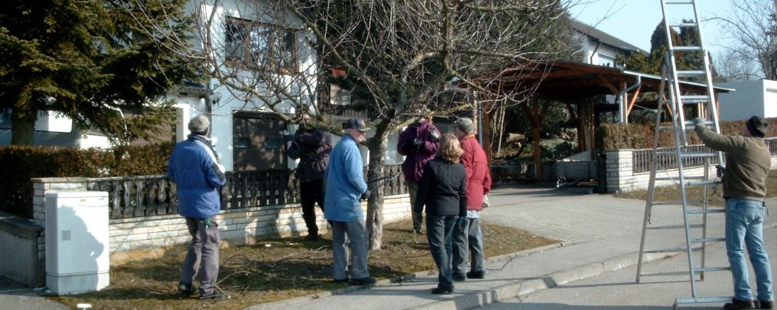 Baumschneidekurs des Heimat- und Verschönerungsverein Auhausen.