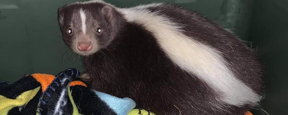 Das Bild zeigt ein Stinktier