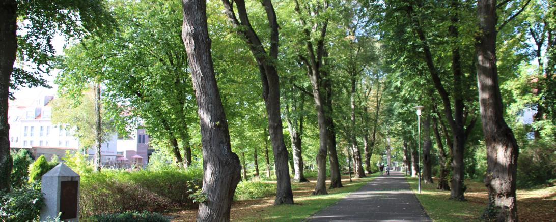 Das Bild zeigt die Promenade in Donauwörth