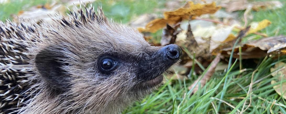 Das Bild zeigt einen Igel im Garten