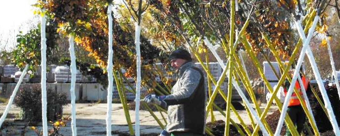 Das Bild zeigt Mitarbeiter der Stadtgärtnerei beim Streichen der Bäume mit einer Stammschutzfarbe.