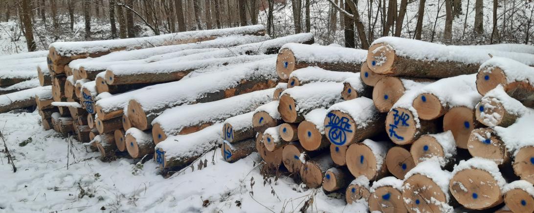Das Bild zeigt Brennholz lang aus dem Stiftungsforst.