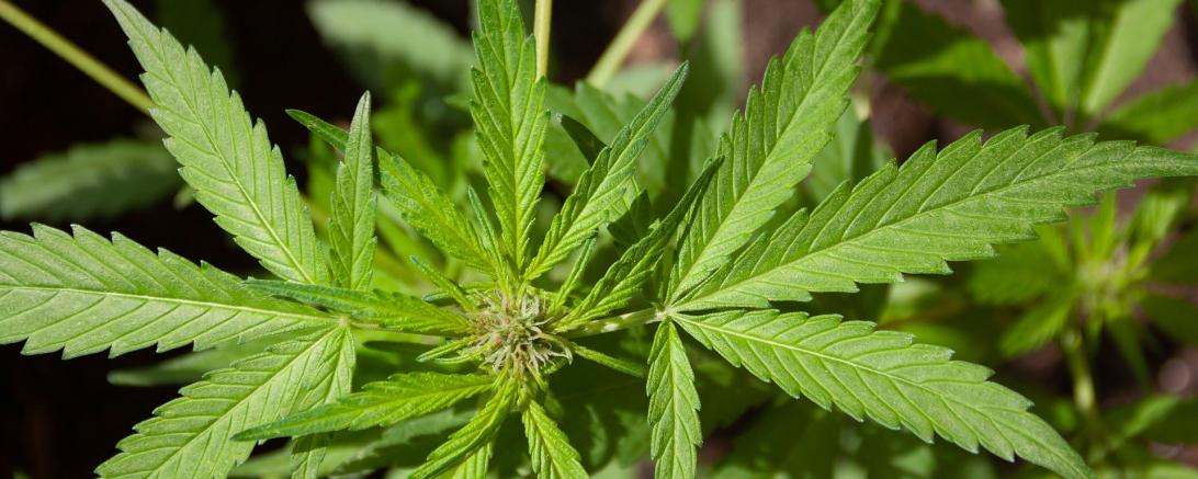 Das Bild zeigt eine Haschischpflanze