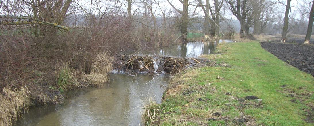 Das Bild zeigt die Biberschäden