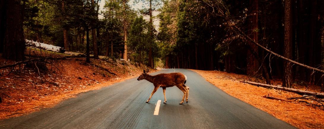 Reh auf Straße im Wald