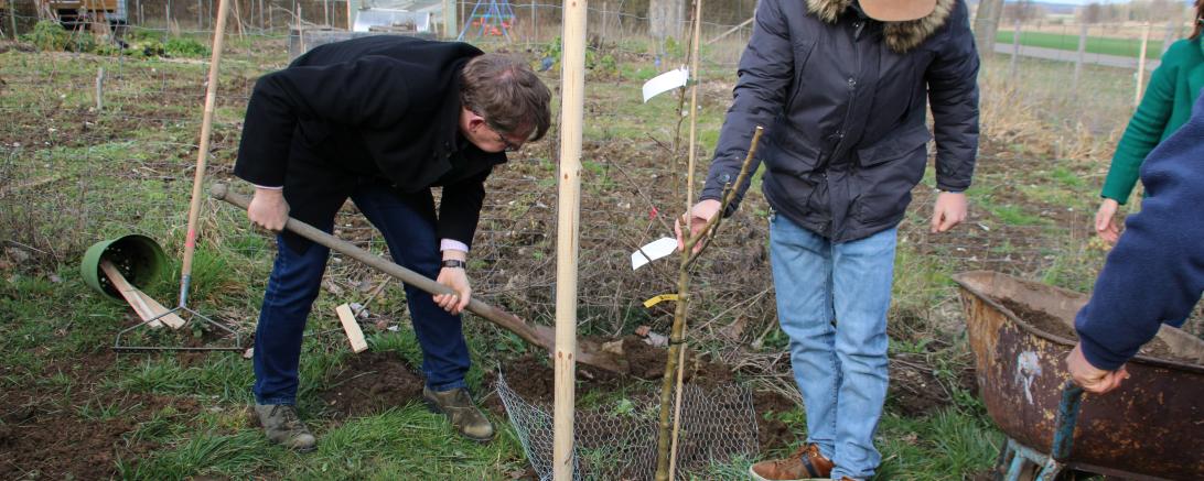 Landrat Stefan Rößle pflanzte im Integrationsgarten in Oettingen den ersten von 100.000 Bäumen.
