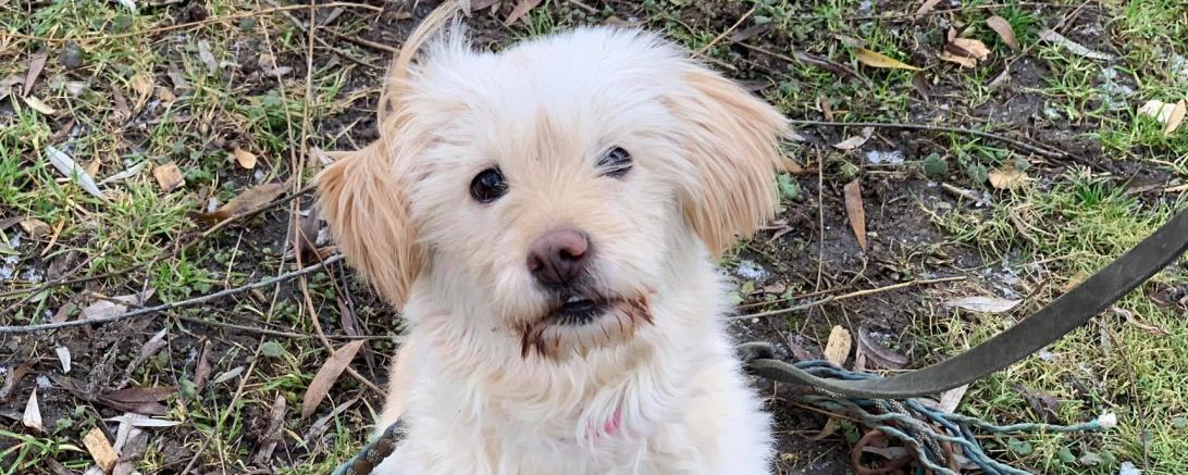 Hund Coocky Tierheim Nördlingen