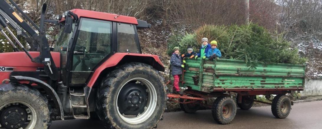 Das Bild zeigt die Kinder beim Einsammeln der Christbäume.