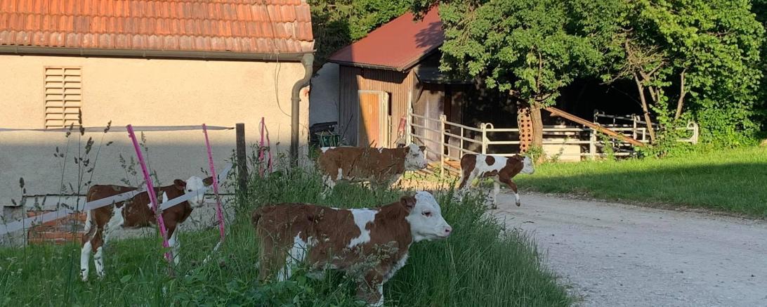 Rinder auf dem Schöttle-Hof