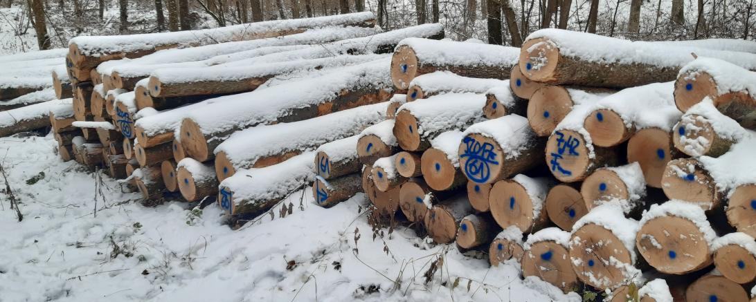 Brennholz lang aus dem Stiftungsforst. 