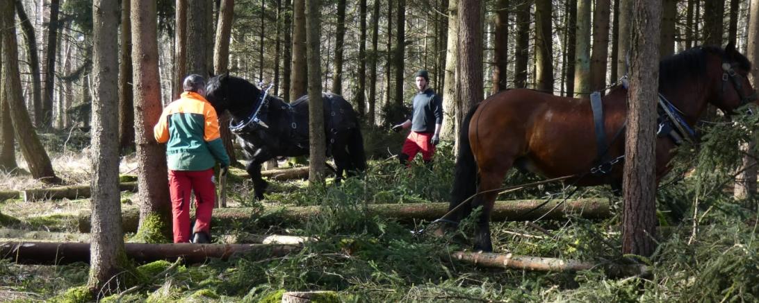 Auf dem Bild sind Pferde im Stadtwald beim "Holzrücken" zu sehen.