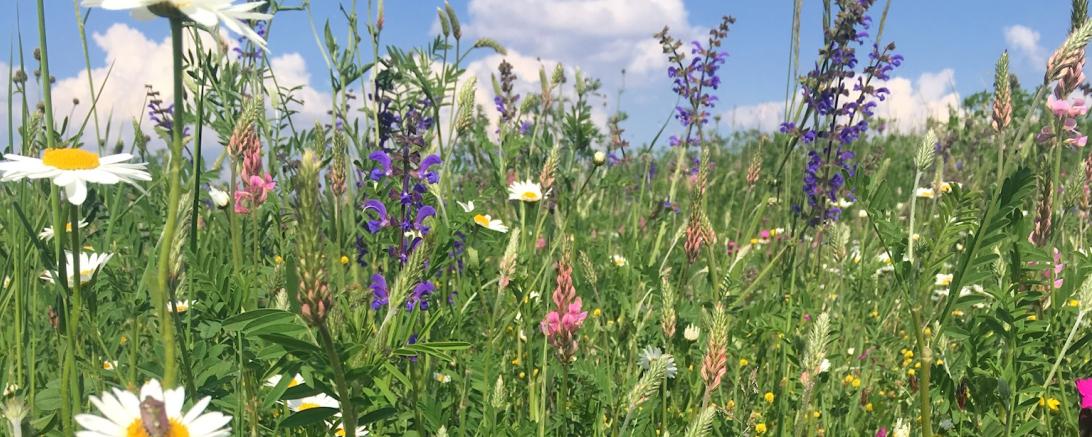 Das Bild zeigt eine Blumenwiese.