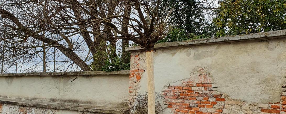 Das Bild zeigt den abgeschälten Buchsbaum 