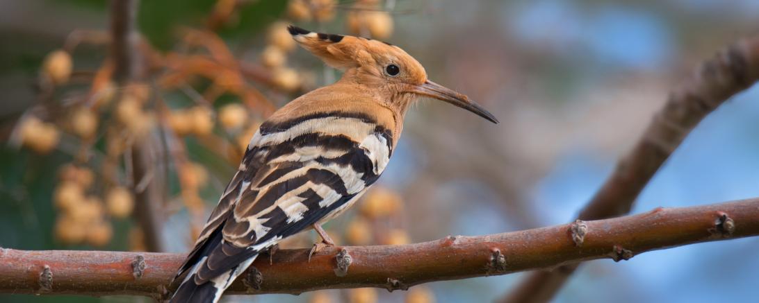 Wiedehopf sitzt auf Ast