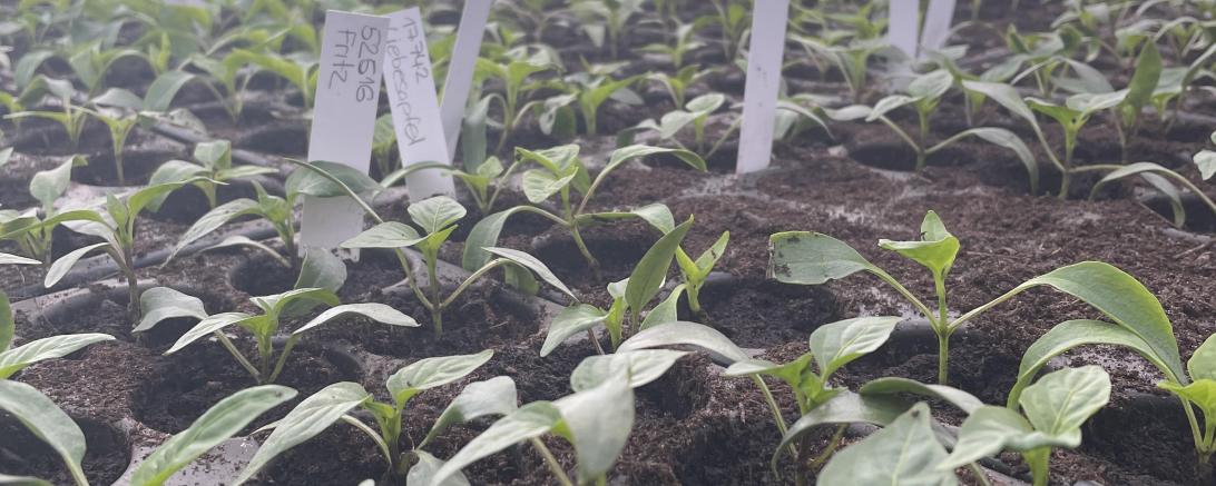 Noch ganz klein: Die Paprikapflanzen auf dem Demeterhof Funk. 