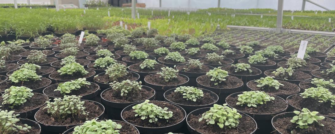 Die kleinen Zitronen-Basilikum-Pflanzen wachsen noch einige Wochen im Gewächshaus der Familie Funk, bis sie in den Verkauf gehen dürfen. 