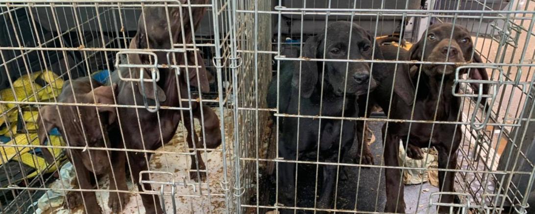 tierheim nimmt beschlagnahmte hundewelpen auf nordlingen donau ries aktuell