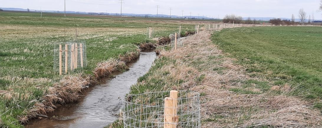 Das Bild zeigt junge Bäume, die am Goldbach in Nördlingen gepflanzt wurden.