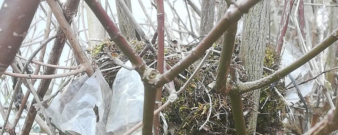 Das Bild zeigt eine Plastikfolie, das sich um ein Vogelnest verfangen hat. 