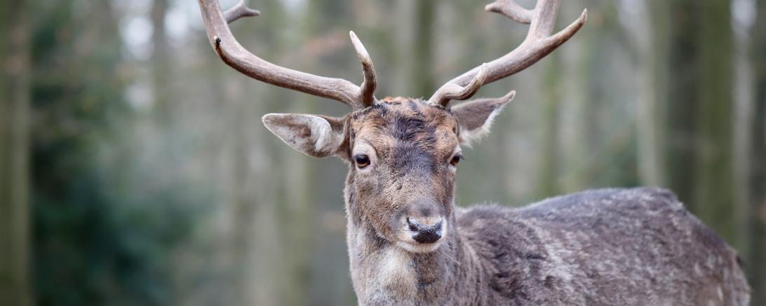 Das Bild zeigt einen Dammhirsch