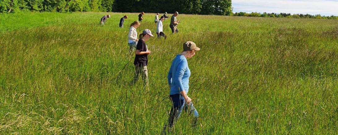 Menschen laufen über eine Wiese und suchen diese nach Rehkitzen ab.