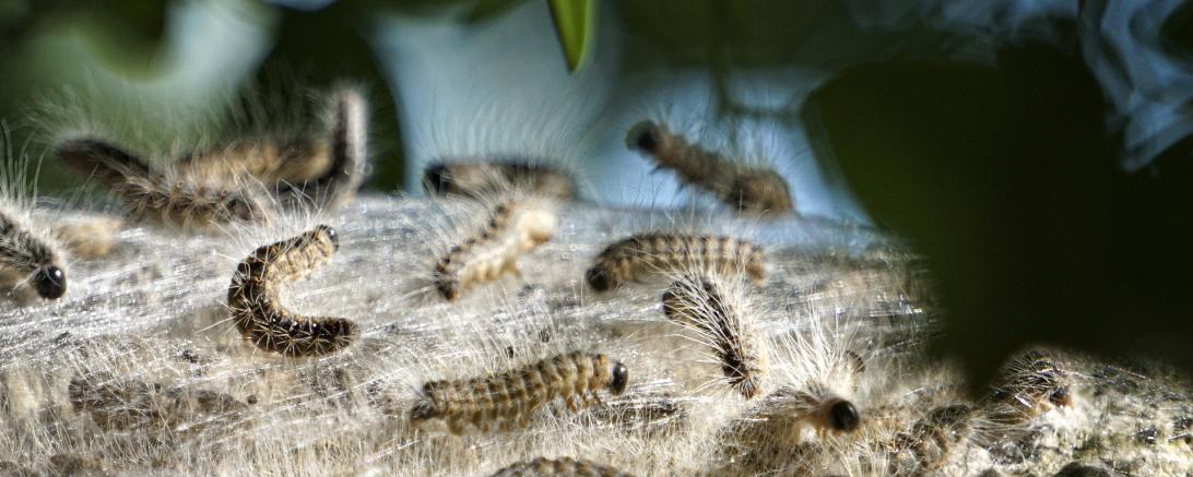 Das Bild zeigt einen Schwarm Eichenprozessionsspinner.