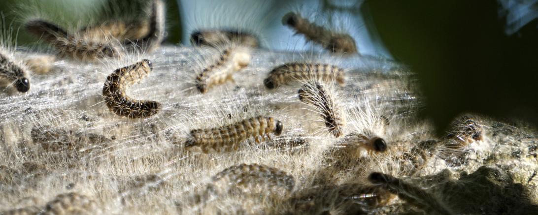 Eichenprozessionsspinner. 