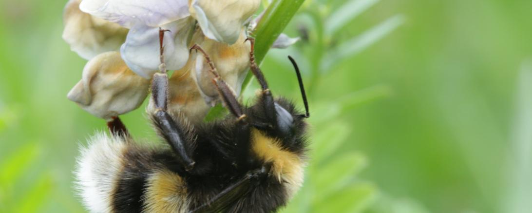 Das Bild zeigt eine Erdhummel bei der Arbeit. 