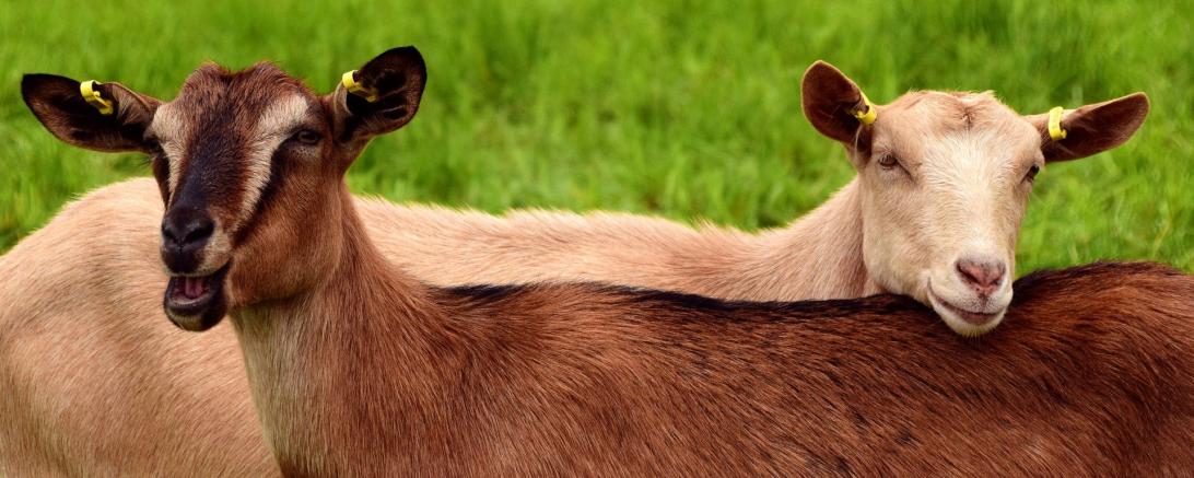 Zwei Ziegen. 