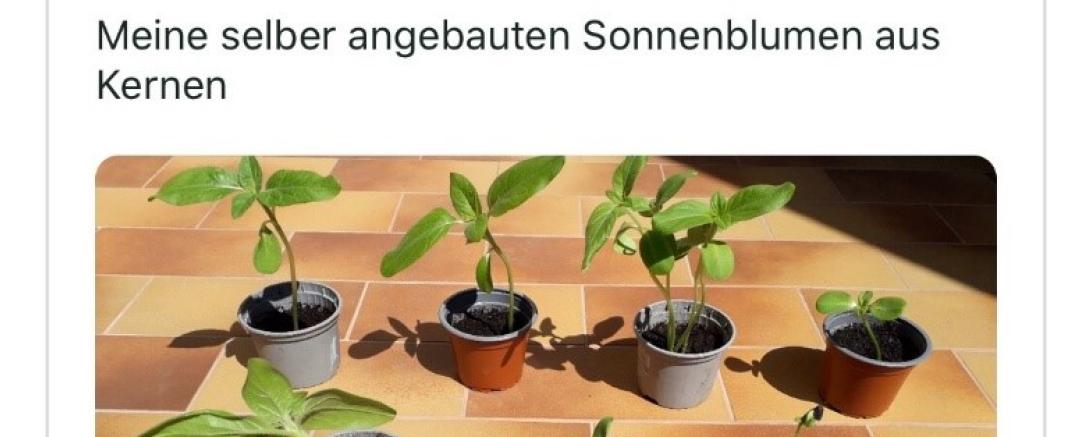 Das Bild zeigt einen Twitter-Post über selbstgepflanzte Sonnenblumen. 