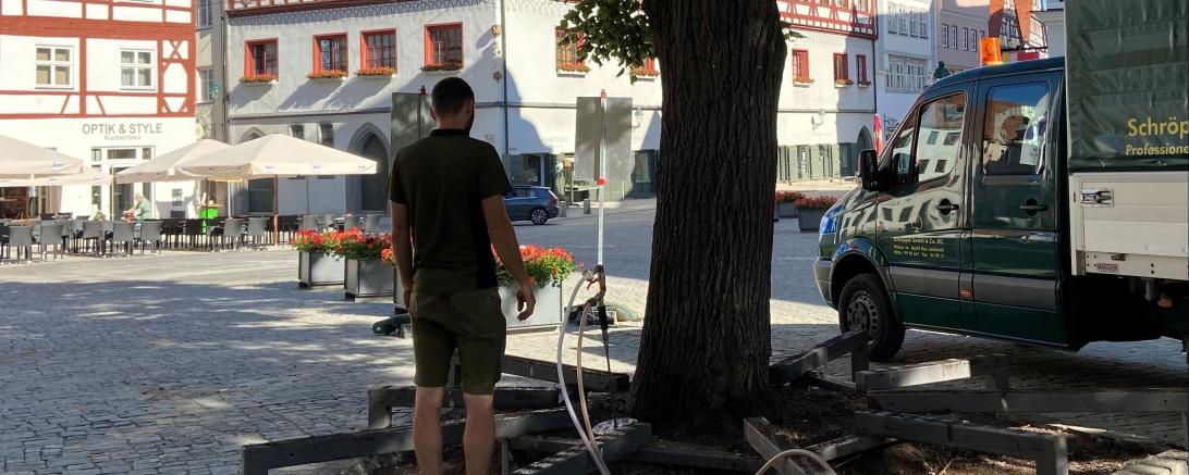 Mit Hilfe eines Bioturbatorsystems erhalten die Linden am Marktplatz eine Frische-Kur. 