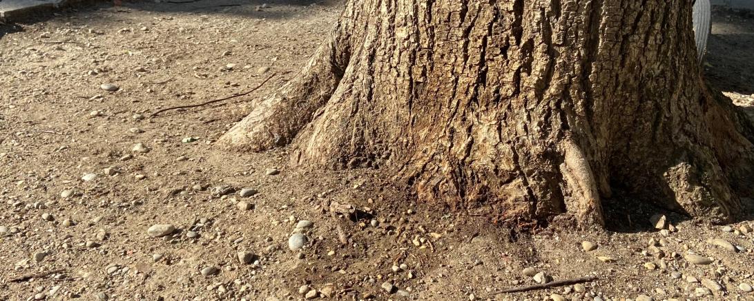 : Hunde-Urin schädigt die Bäume – vor allem, wenn viele Hunde an denselben Baum pinkeln. 