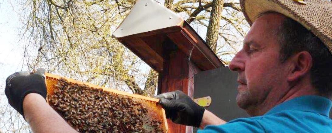 Der Maihinger Imker Anton Göck auf der Suche nach der Bienenkönigin. 