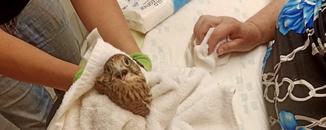 Auf dem Bild ist der Jungvogel im Tierheim zusehen. 