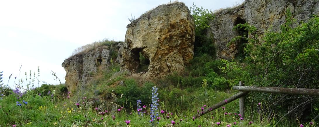 Goldberg mit Blumenwiese