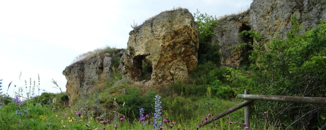 Goldberg mit Blumenwiese