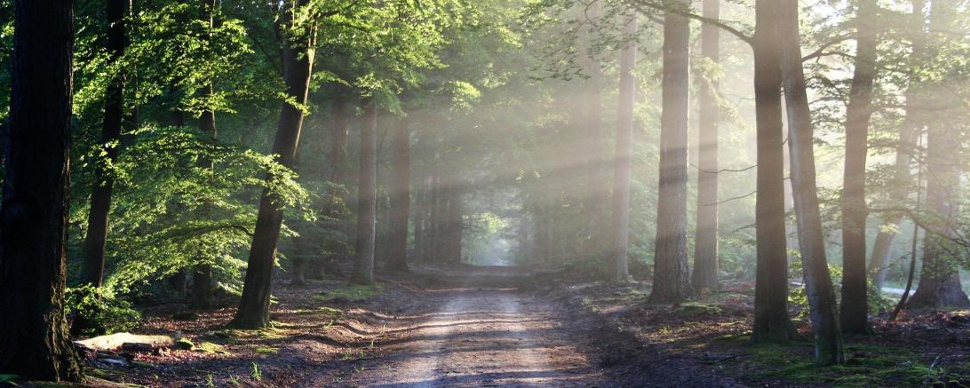 Das Bild zeigt einen Waldweg im Morgennebel.