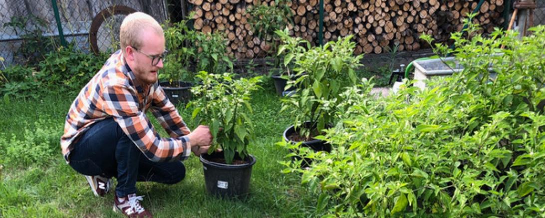 Matthias Herrmann mit Chilipflanzen im Garten