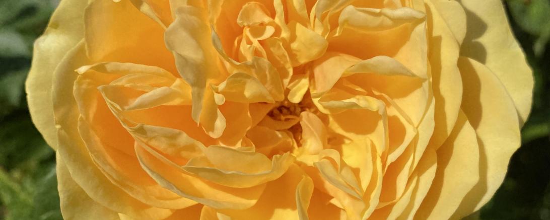 Dieses Jahr blühen die Rose in besonders prächtigen Farben.