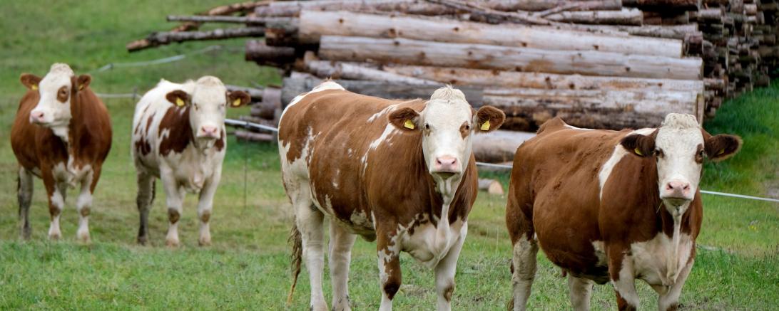 Das Bild zeigt Kühe auf einer Wiese. 