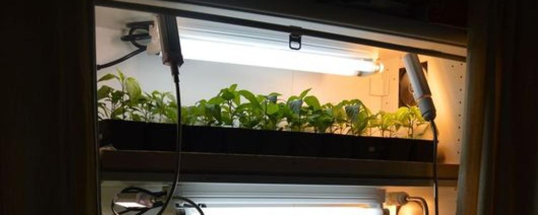 Es ist ein Chili Beet zu sehen.