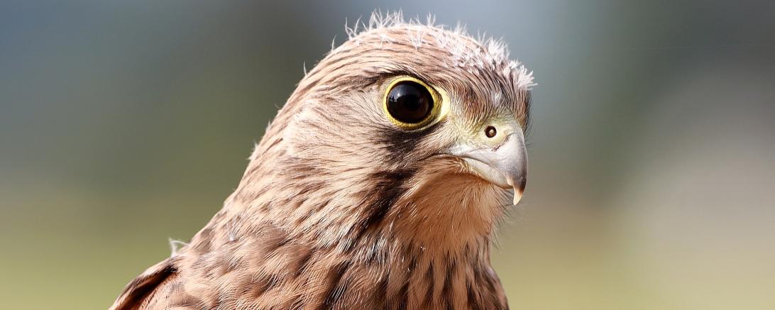 Das Bild zeigt einen Jungfalken. 