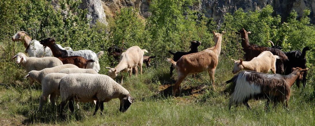 Das Bild zeigt Ziegen im Steinbruch