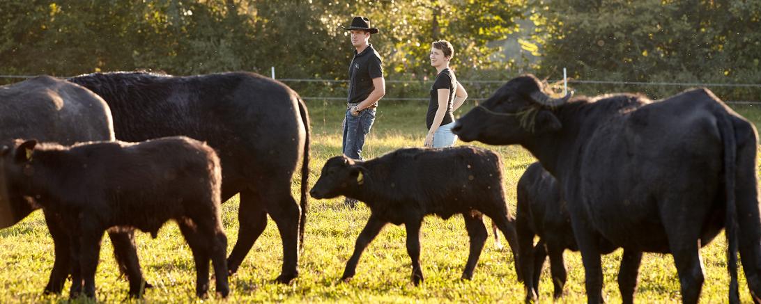 Das Bild zeigt Wasserbüffel auf einer Weide. 